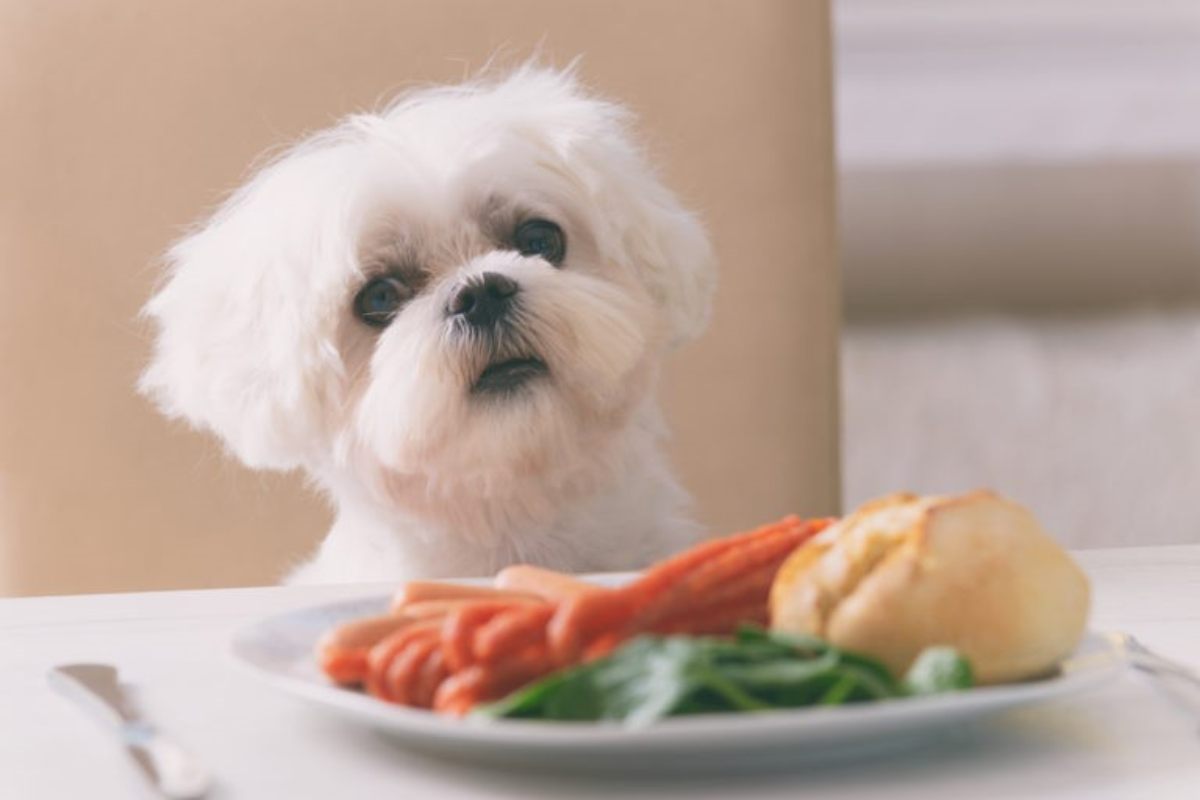 Come scegliere il cibo migliore per il cane