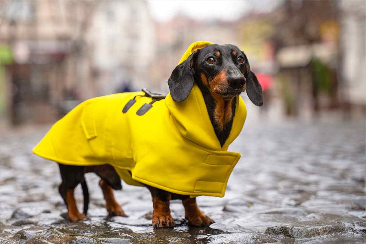 Cappotti per cani di piccola taglia