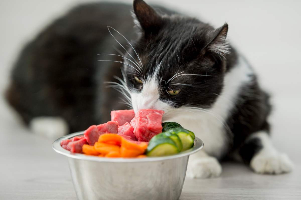 Il cibo migliore per il gatto