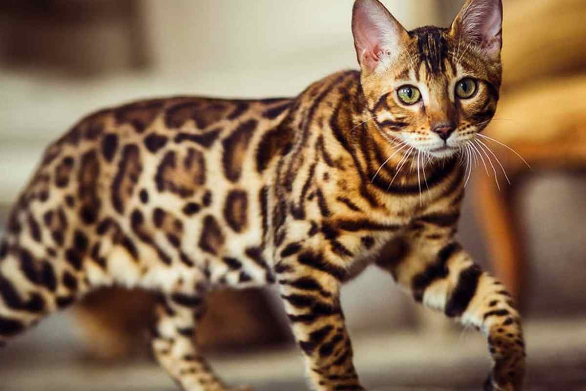 Il gatto Bengala