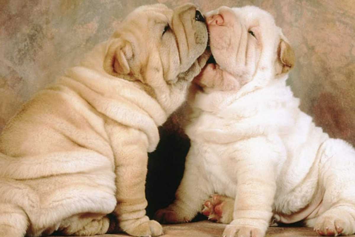 cuccioli Shar-Pei
