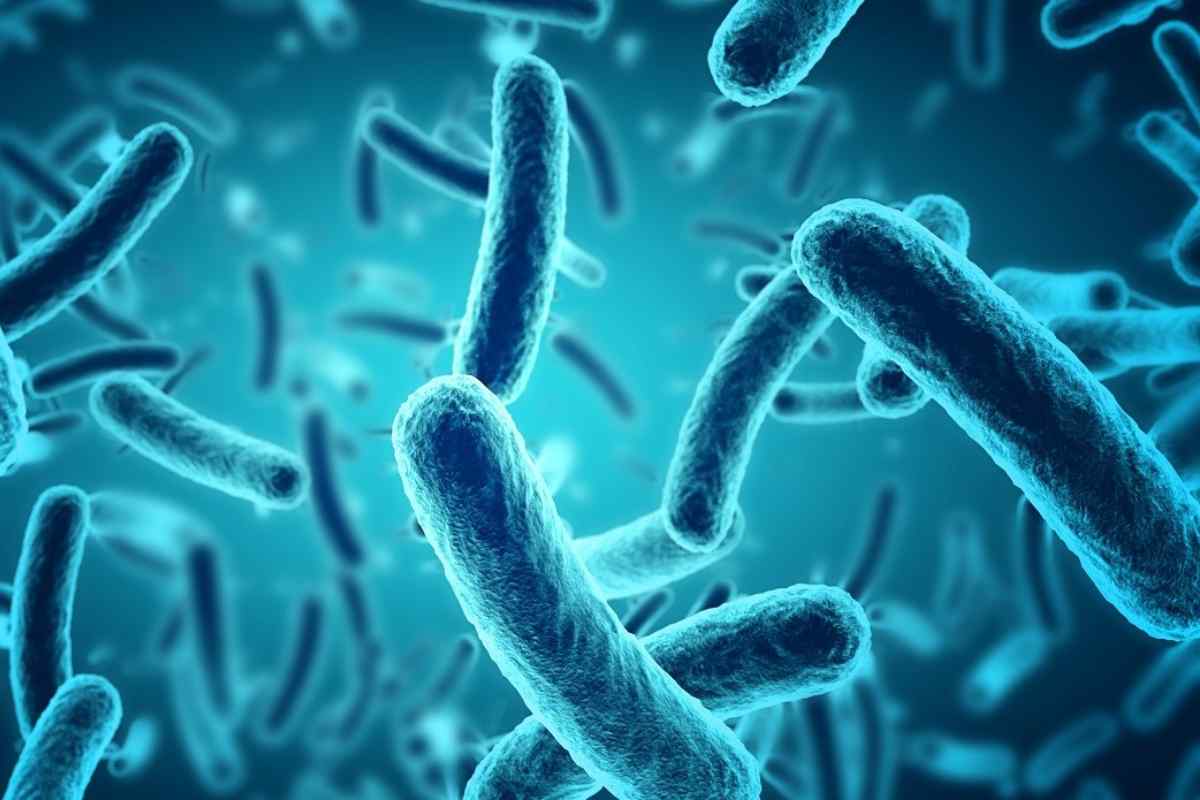 malattia x nuovo rischio pandemia 