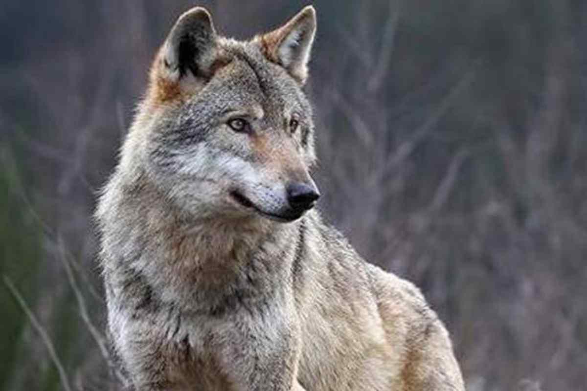 Lo sviluppo delle capacità anticancro osservate in alcuni lupi, in un posto “particolare”
