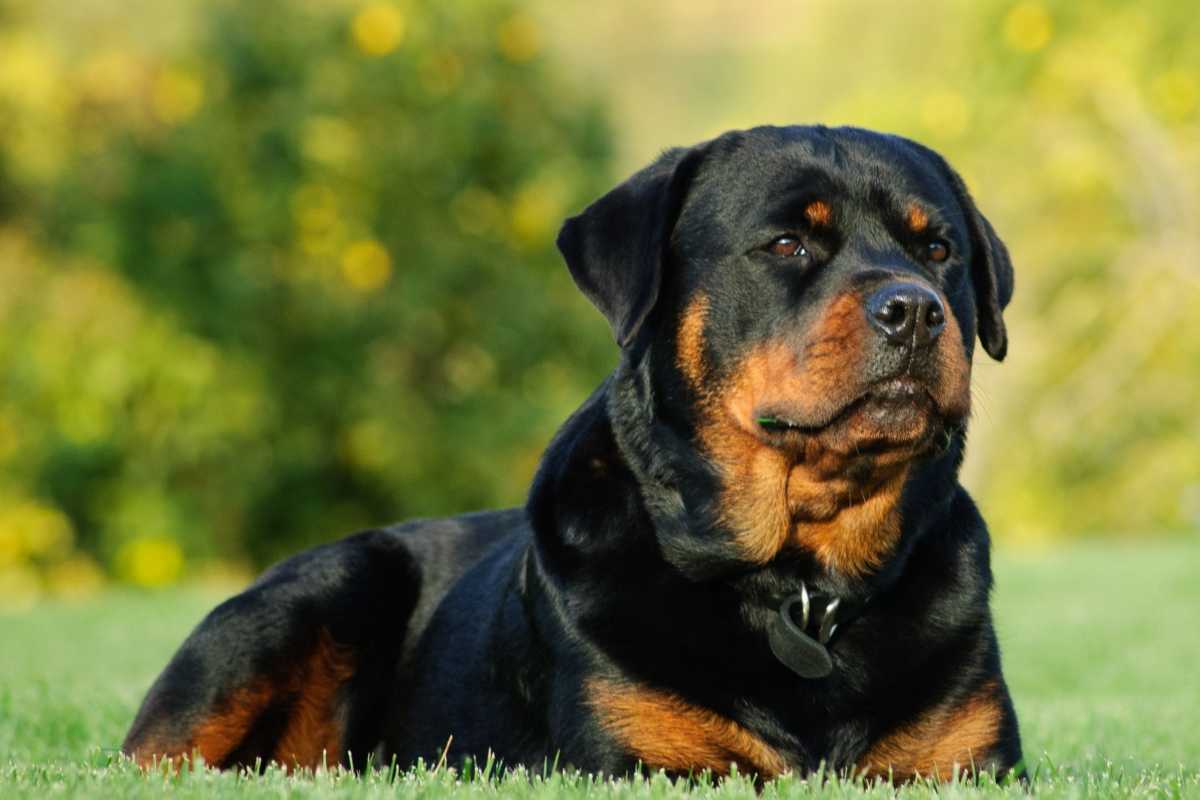 Ucciso dai cani | Forse la presenza di un allevamento, mai autorizzato, in quella zona