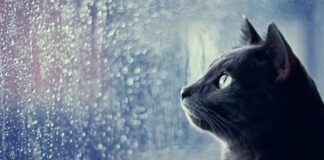Gatto vs Pioggia: chi la ama e chi la odia | Come riconoscerlo