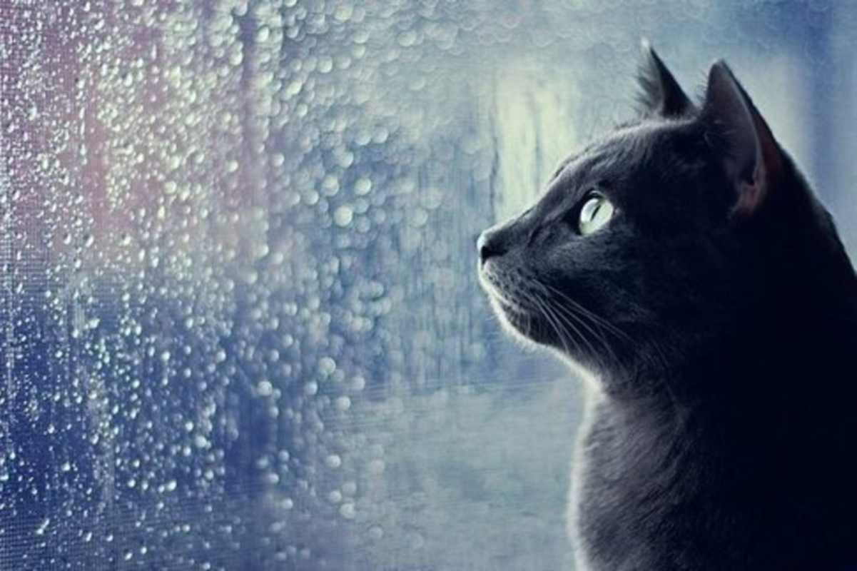 Gatto vs Pioggia: chi la ama e chi la odia | Come riconoscerlo