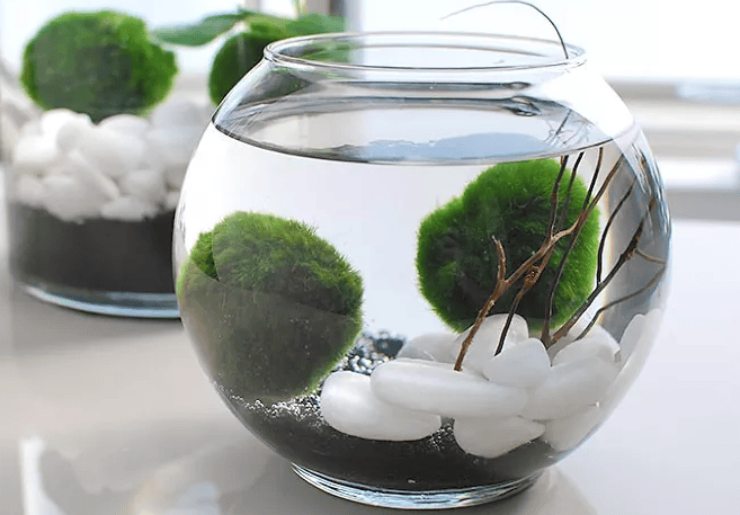 Alga Marimo