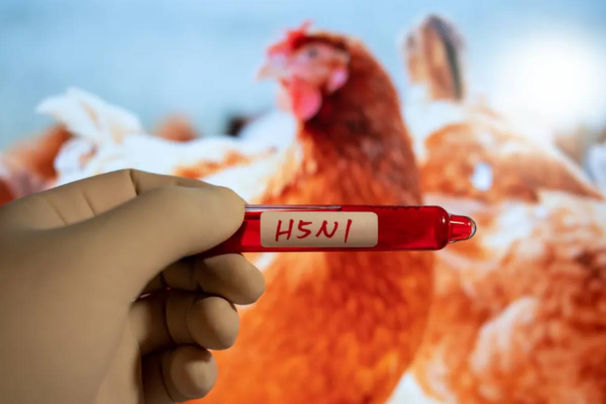 Rischio pandemia H5N1