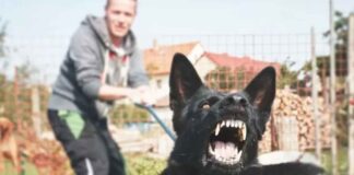 Pericolo cani aggressivi: come comportarsi | Tre sono i gesti immediati da fare