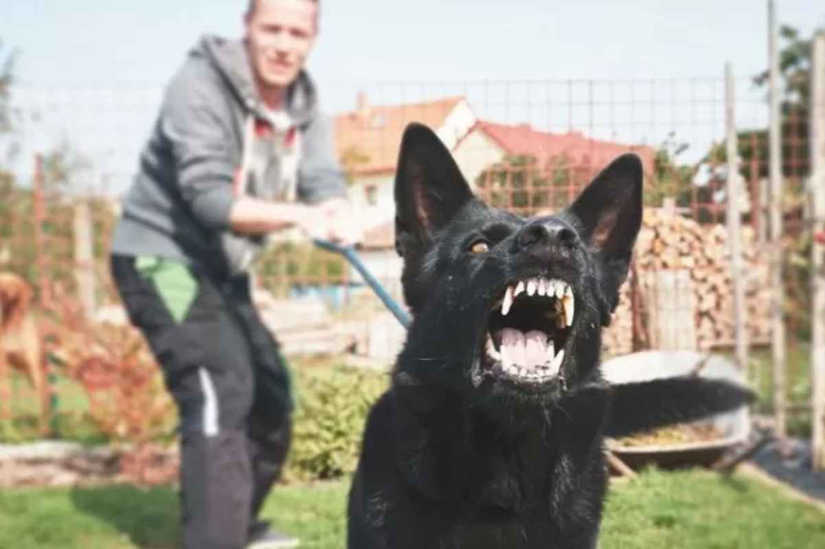 Pericolo cani aggressivi: come comportarsi | Tre sono i gesti immediati da fare