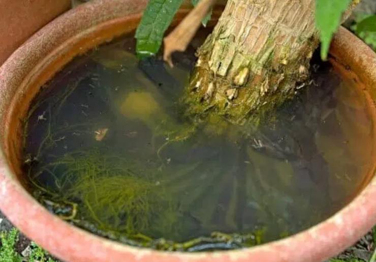 vaso acqua stagnante